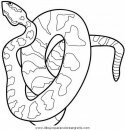 animales/serpientes/serpientes_27.JPG