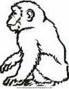 animales/simias/simias_31.JPG