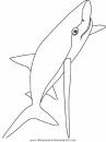animales/tiburones/tiburones_03.JPG