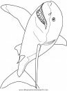 animales/tiburones/tiburones_05.JPG