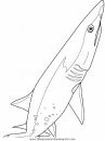 animales/tiburones/tiburones_35.JPG