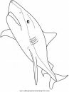 animales/tiburones/tiburones_37.JPG