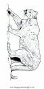 animales/tigres/puma_pumas_03.JPG