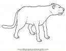 animales/tigres/puma_pumas_04.JPG