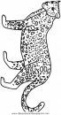 animales/tigres/tigres_06.JPG