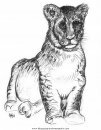 animales/tigres/tigres_12.JPG