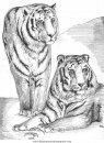 animales/tigres/tigres_13.JPG