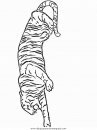 animales/tigres/tigres_28.JPG