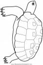 animales/tortugas/tortugas_23.JPG