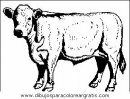 animales/vacas/vacas_25.JPG