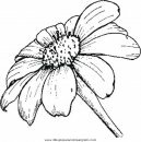 mixtos/jardin/daisy.JPG