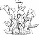 mixtos/jardin/lily.JPG