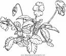 mixtos/jardin/pansy.JPG
