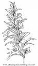 naturaleza/alboles/alboles_007.JPG