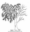 naturaleza/alboles/alboles_015.JPG