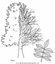 naturaleza/alboles/alboles_024.JPG