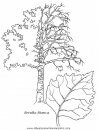 naturaleza/alboles/alboles_025.JPG