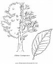 naturaleza/alboles/alboles_027.JPG