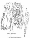 naturaleza/alboles/alboles_029.JPG