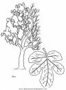 naturaleza/alboles/alboles_031.JPG