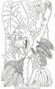 naturaleza/alboles/alboles_032.JPG