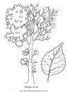 naturaleza/alboles/alboles_033.JPG