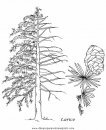 naturaleza/alboles/alboles_034.JPG