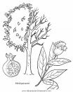 naturaleza/alboles/alboles_035.JPG