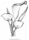 naturaleza/flores/alcatraz_11.JPG