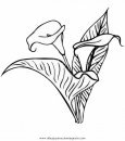 naturaleza/flores/alcatraz_16.JPG