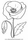 naturaleza/flores/amapolas_3.JPG