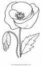 naturaleza/flores/amapolas_5.JPG
