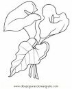 naturaleza/flores/calas_1.JPG
