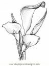 naturaleza/flores/calas_2.JPG