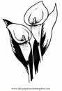 naturaleza/flores/calas_4.JPG