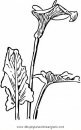 naturaleza/flores/calas_6.JPG