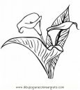 naturaleza/flores/calas_7.JPG