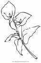naturaleza/flores/calas_8.JPG