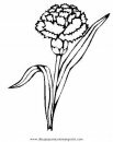 naturaleza/flores/clavel_claveles_1.JPG