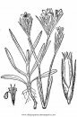 naturaleza/flores/clavel_claveles_2.JPG