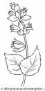 naturaleza/flores/flores_007.JPG