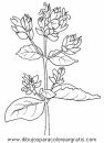naturaleza/flores/flores_019.JPG