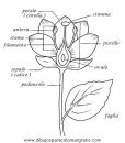 naturaleza/flores/flores_034.JPG