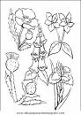 naturaleza/flores/flores_047.JPG