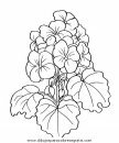 naturaleza/flores/flores_048.JPG
