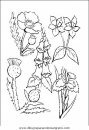 naturaleza/flores/flores_055.JPG
