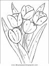 naturaleza/flores/flores_059.JPG