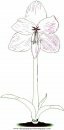 naturaleza/flores/flores_078.JPG