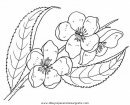 naturaleza/flores/flores_080.JPG