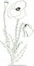 naturaleza/flores/flores_085.JPG